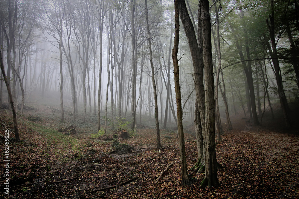 Woods Woods