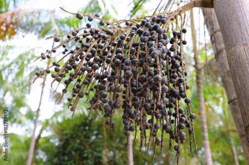 açaí Brazil fruit