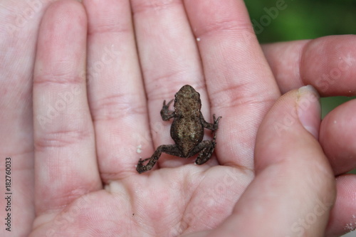 tiny frog © Ivet