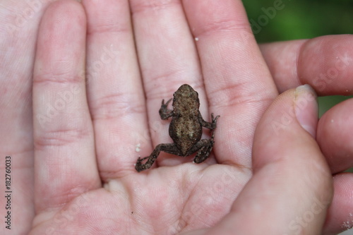 tiny frog