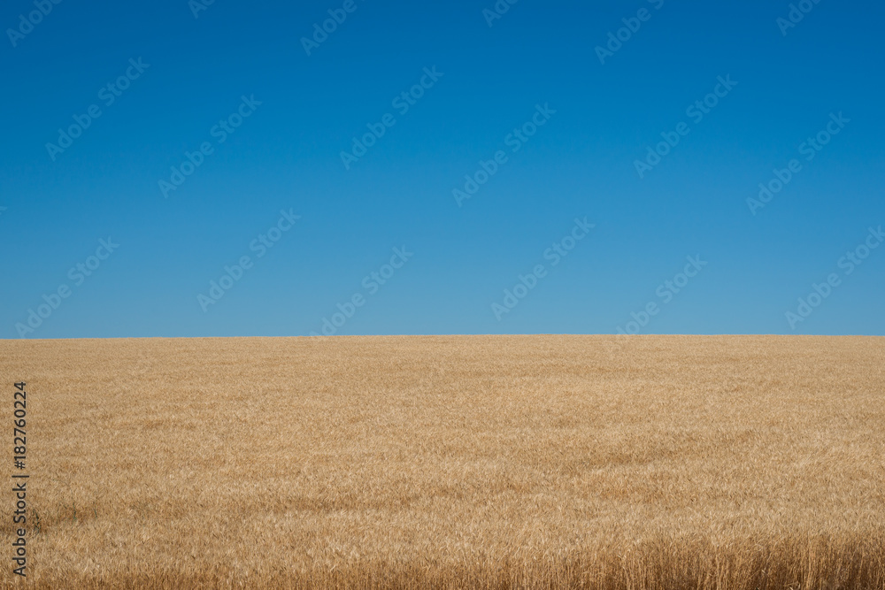 Contrast of a blue sky and yellow wheat Contrast of a blue sky and yellow wheat