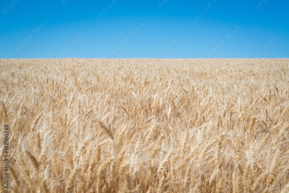 Fototapeta premium Wheat field in Washington State