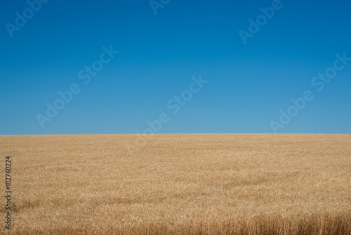 Contrast of a blue sky and yellow wheat 
