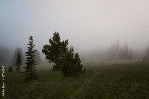 Fotografie, Obraz Dense fog on a mountainside in Washington State