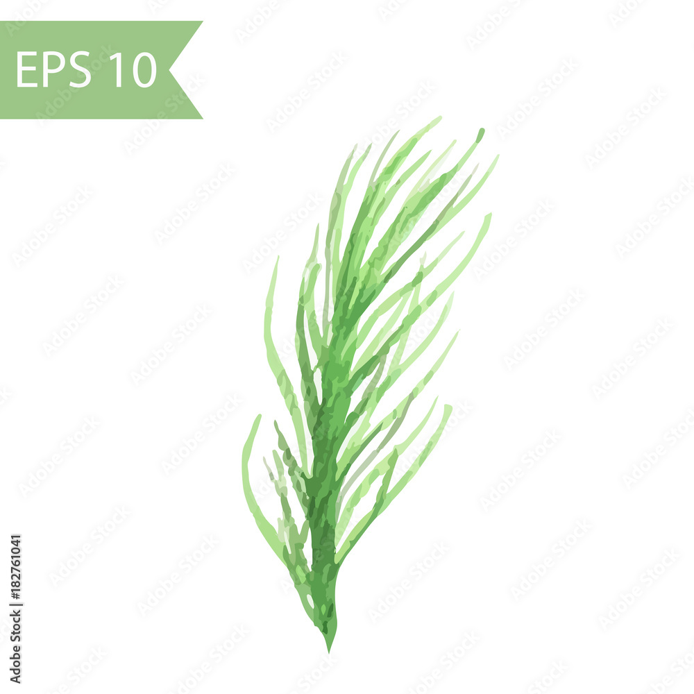 Naklejka premium Vector watercolor pine branch isolated on white background.