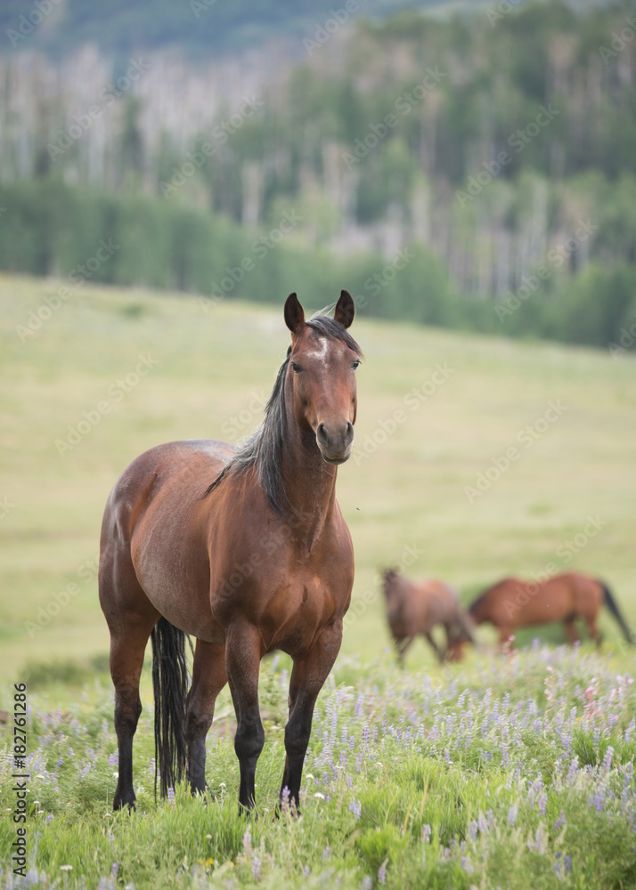 Dark brown horse standing in a green open meadow watching the camera intently with other horses in the background. Dark brown horse standing in a green open meadow watching the camera intently with other horses in the background.