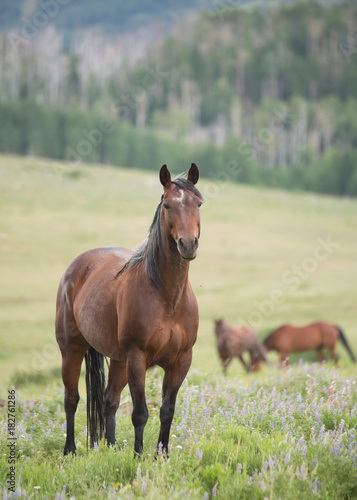 Dark brown horse standing in a green open meadow watching the camera intently with other horses in the background.