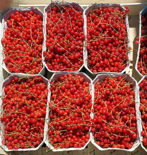Red Currant in Trays
