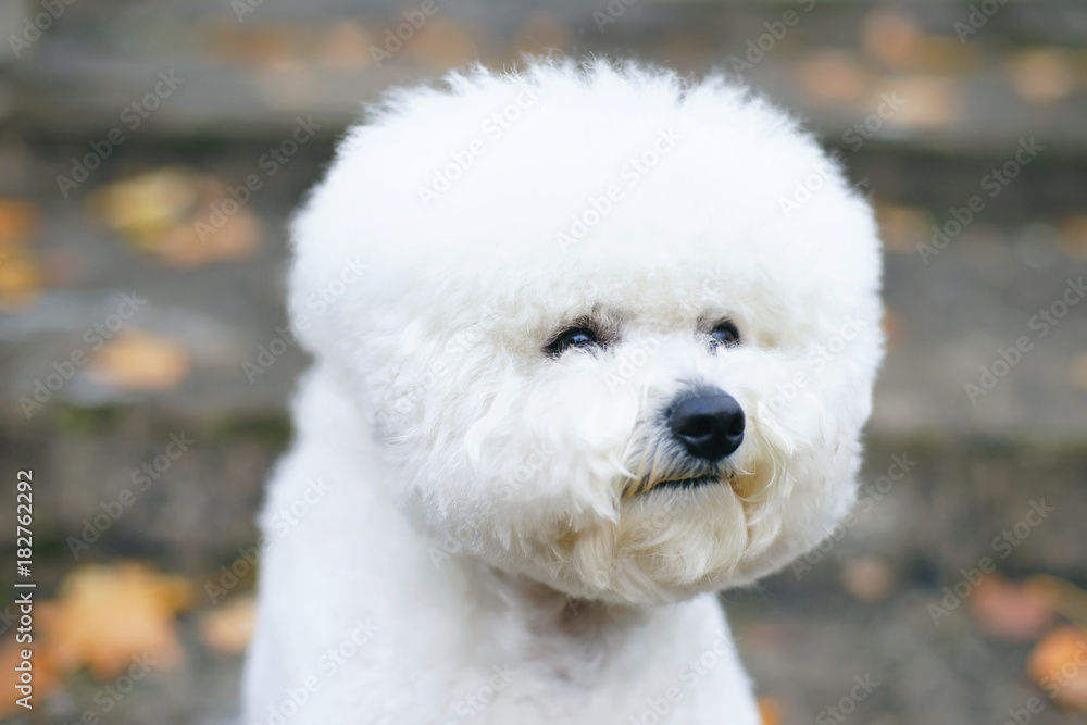 The portrait of a cute Bichon Frise dog with a stylish haircut posing outdoors in autumn The portrait of a cute Bichon Frise dog with a stylish haircut posing outdoors in autumn