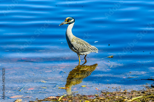 Yellow Capped Night Heron