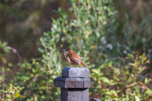 Carolina Wren