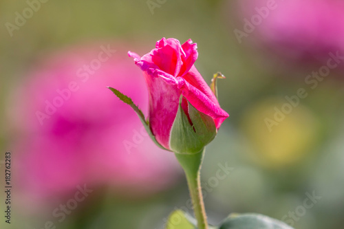Pink rose bud