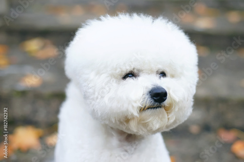 The portrait of a cute Bichon Frise dog with a stylish haircut posing outdoors in autumn
