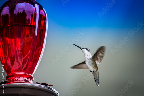 Hummingbird at feeder