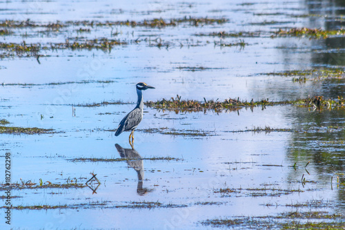 Yellow Capped Night Heron in Marsh