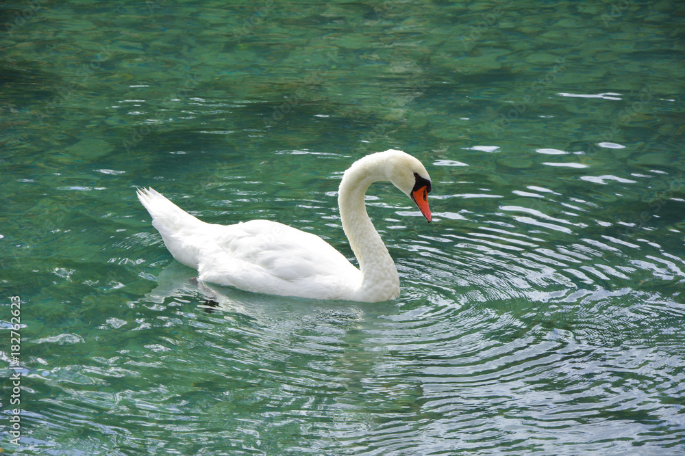 A beautiful white swan floats on clear water A beautiful white swan floats on clear water