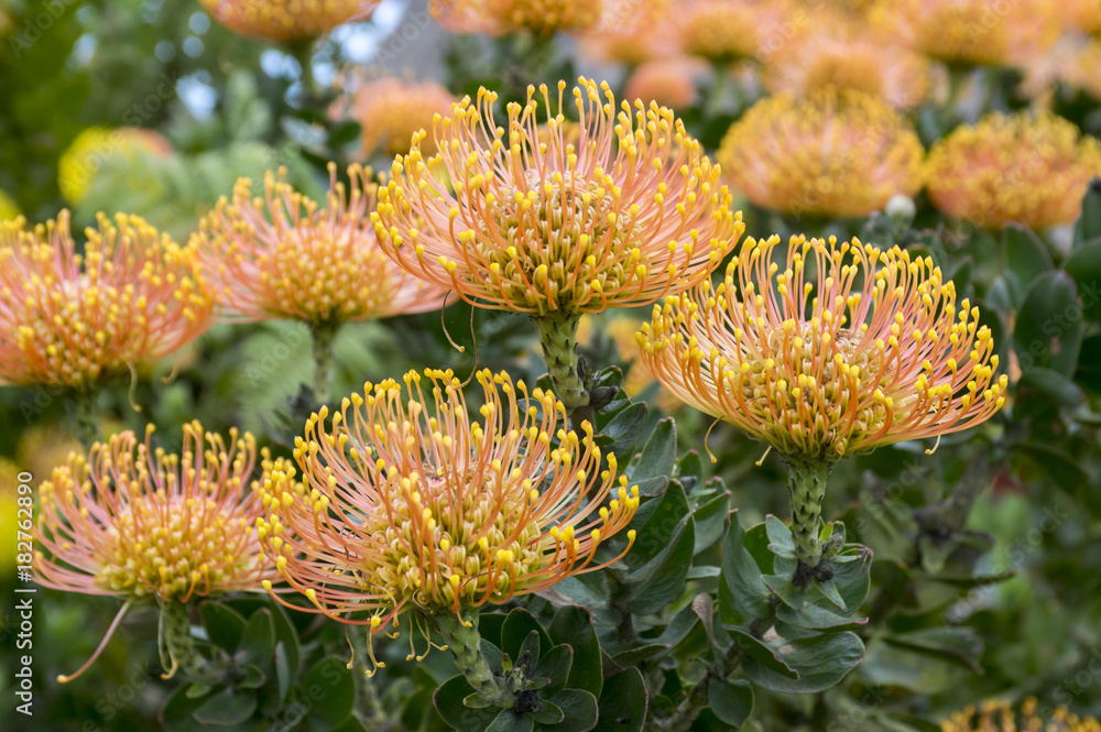Leucospermum condifolium wonderful orange yellow flowers in bloom Leucospermum condifolium wonderful orange yellow flowers in bloom