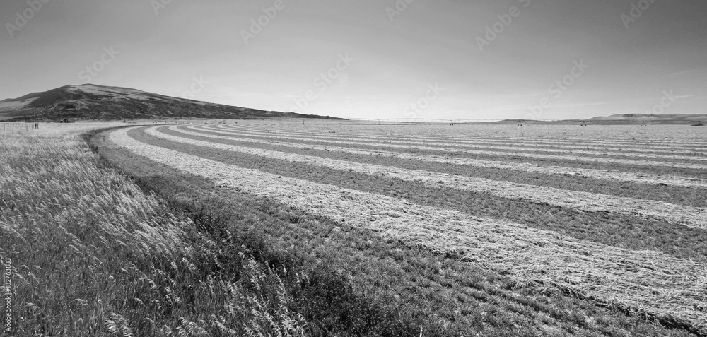Alfalfa Field in the Pryor Mountains in Montana USA