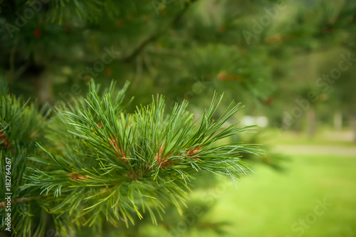 Beautiful green branch of a cedar on a green background. Selective focus.