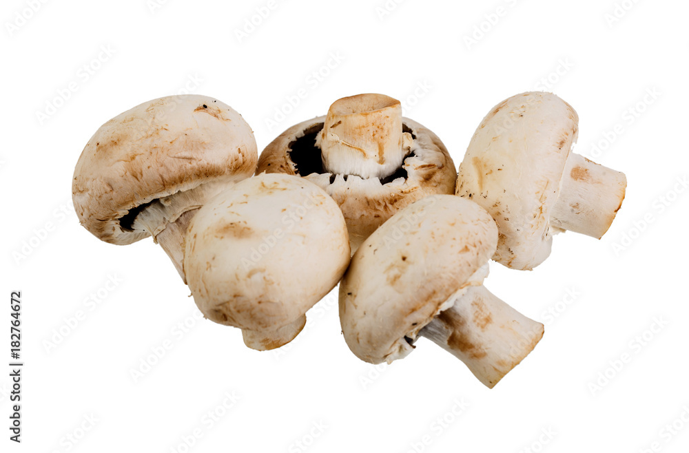 close-up group of five mushrooms Champignons close-up group of five mushrooms Champignons
