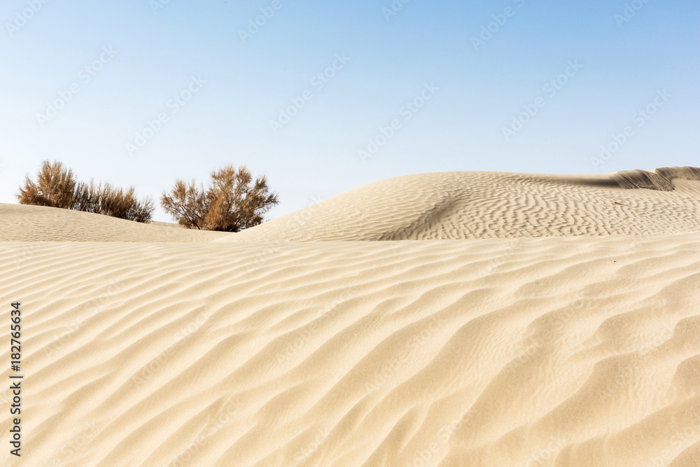 Bushes in desert with natural sand wave