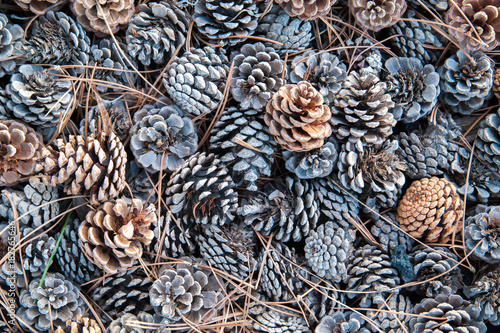 Fallen cone pines