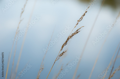 Tall Grass Near Pond