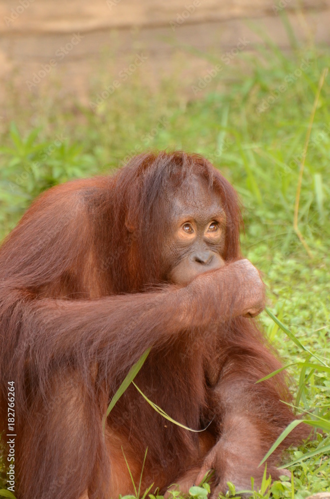 Naklejka premium オランウータン