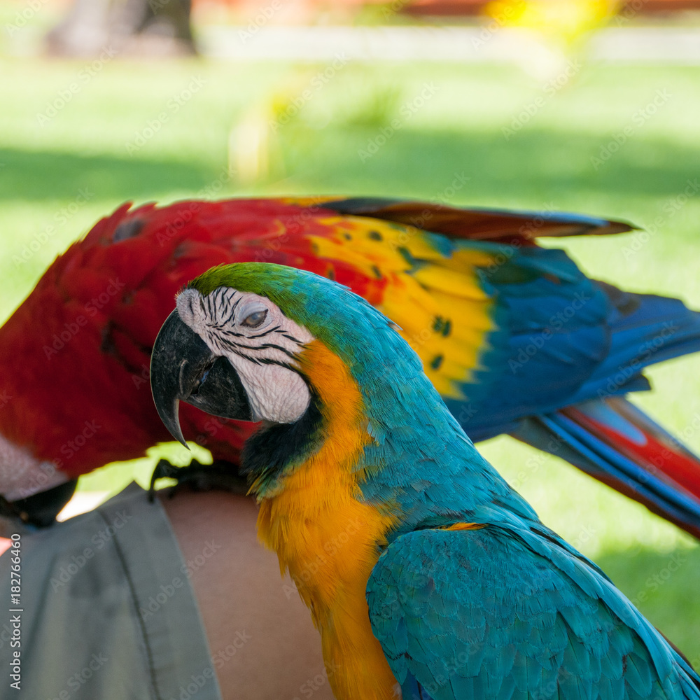 Macaw in Mexican Caribbean