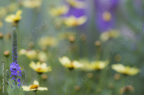 Fototapeta Naklejka Na Ścianę i Meble -  Yellow and Purple Flowers in Bloom in Field