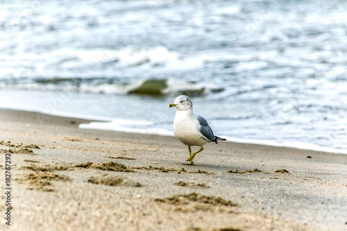 Seagull strutting on the shoreline
