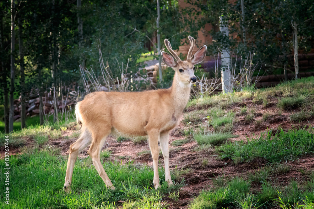 Fototapeta premium Mule Deer (Odocoileus hemionus) buck in velvet