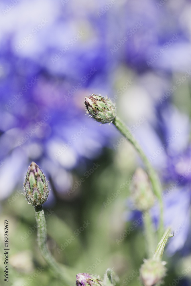 Abstract Flower Closeup Abstract Flower Closeup