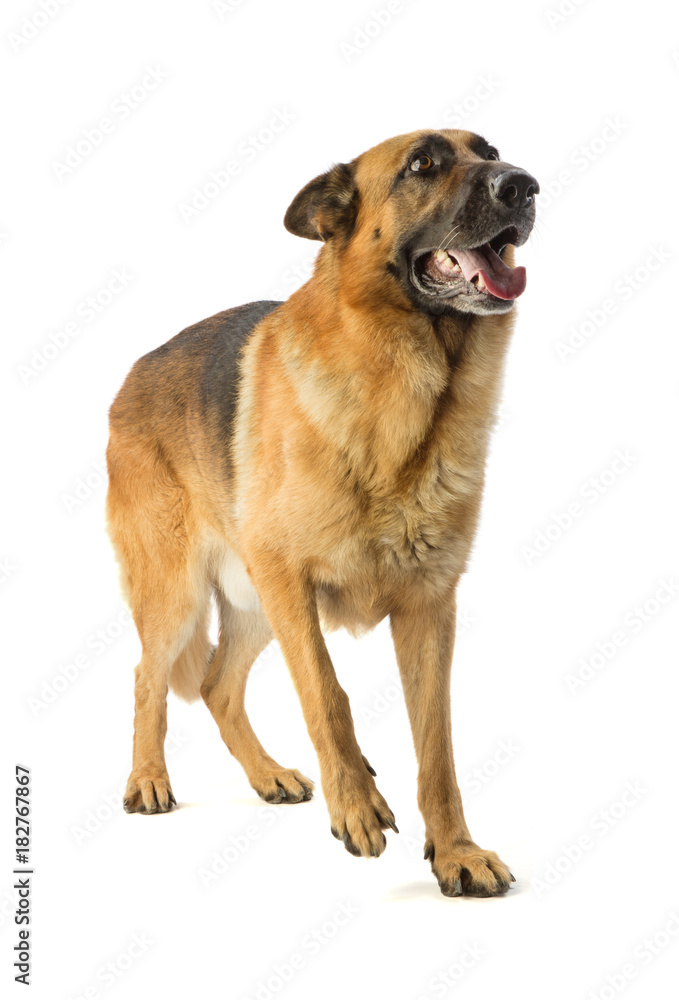 German shepherd