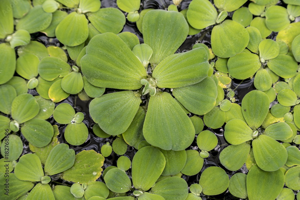 Green lily pads floating on the water Green lily pads floating on the water