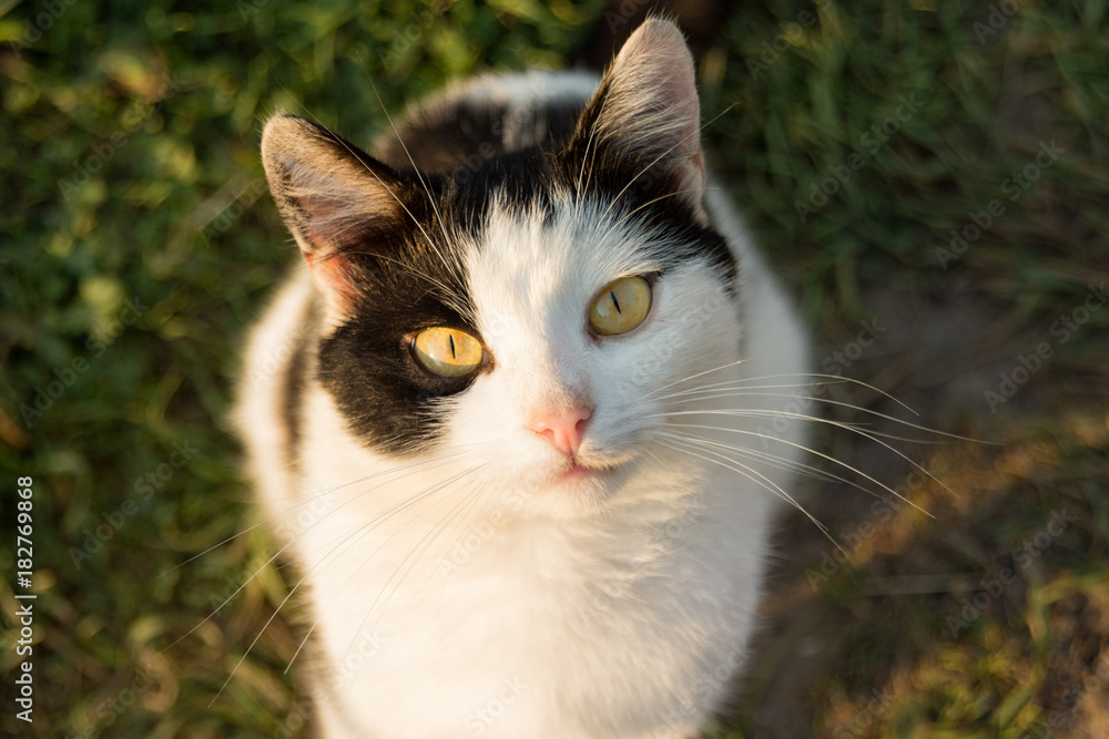 homeless black and white cat with yellow eyes close-up