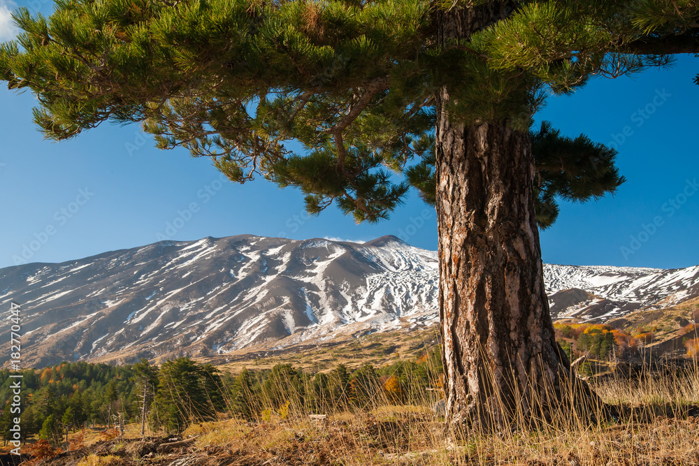 Etna landscapes, Italy: pine tree and a perspective of snowy volcano Etna landscapes, Italy: pine tree and a perspective of snowy volcano