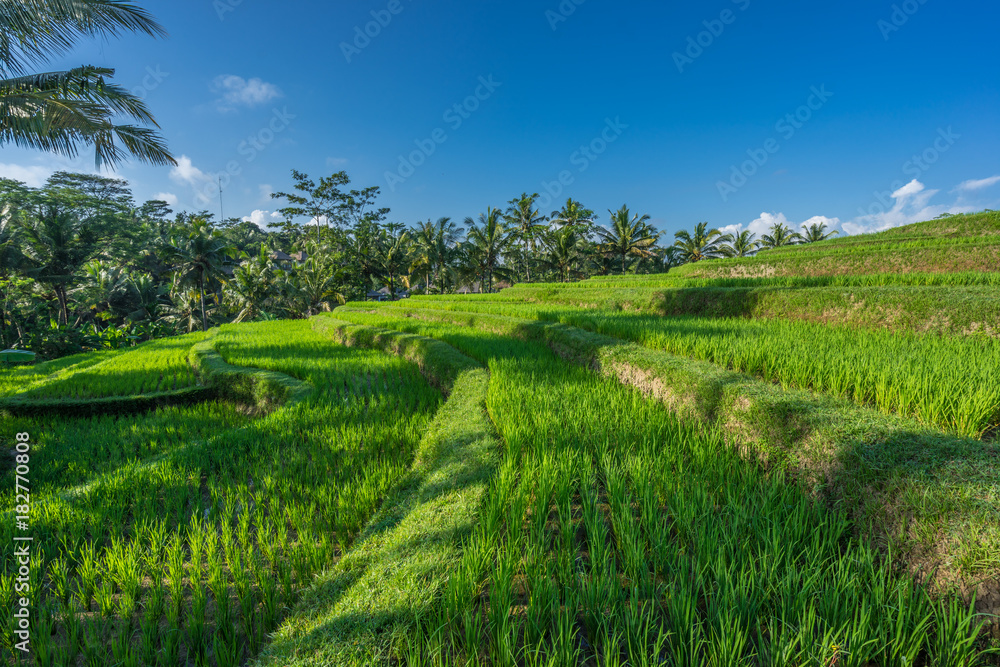 Green rice paddy field near Ubud, Bali, Indonesia Green rice paddy field near Ubud, Bali, Indonesia