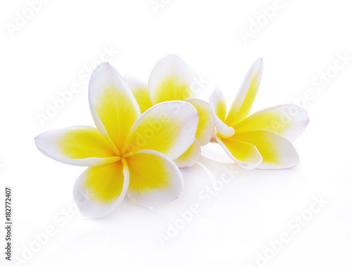 beautiful white plumeria rubra flowers isolated on White background