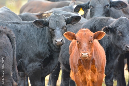 Brown calf standing in herd of black cattle
