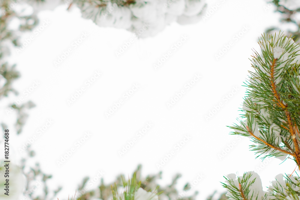 Branch of pine tree with snow.