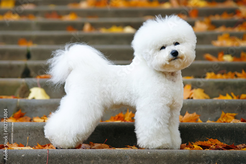 Fotografie Adorable Bichon Frise dog with a stylish haircut staying on the stairs in autumn