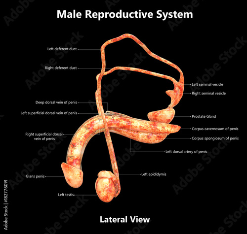 Male Reproductive System Detailed Labels Anatomy (Lateral View) photo