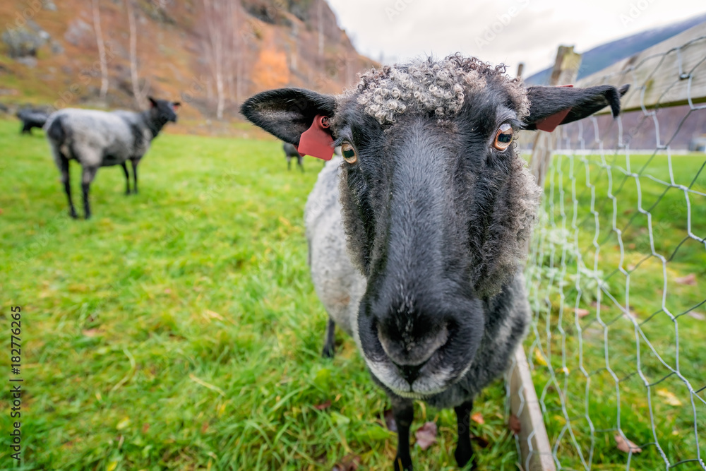 Fototapeta premium Goat head closeup
