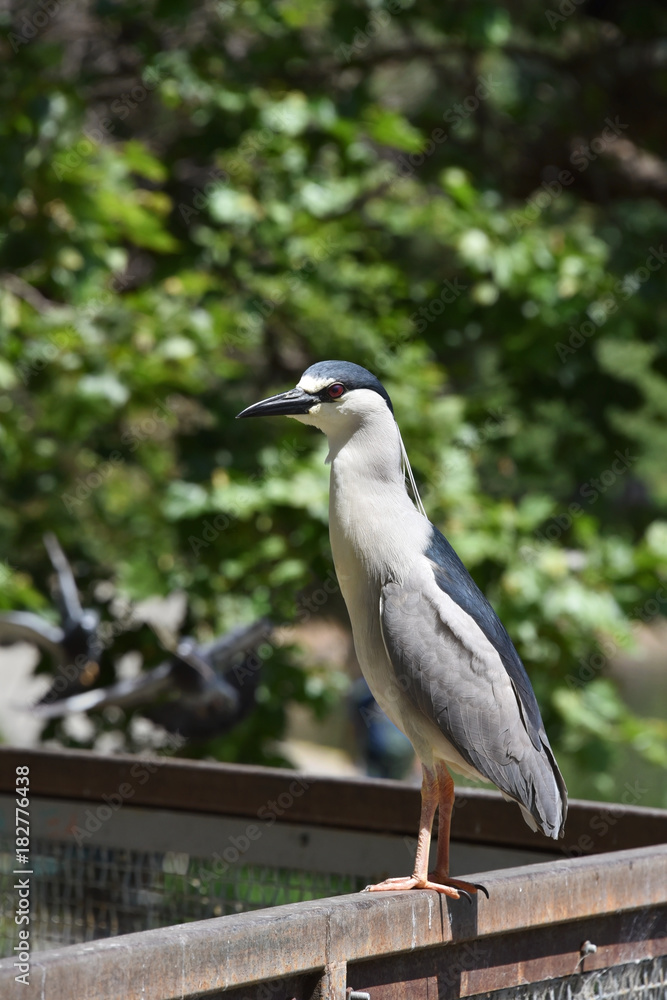Black Crowned Night Heron perched Black Crowned Night Heron perched