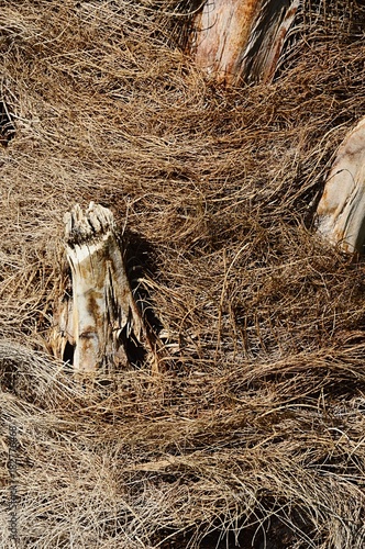 Fibrous trunk texture of Chinese windmill palm, also called Chusan palm, latin name Trachycarpos Fortunei, with persistent leaf bases photo