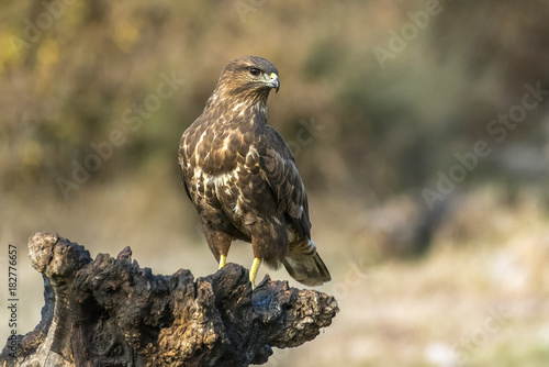 Common Buzzard, Buteo buteo