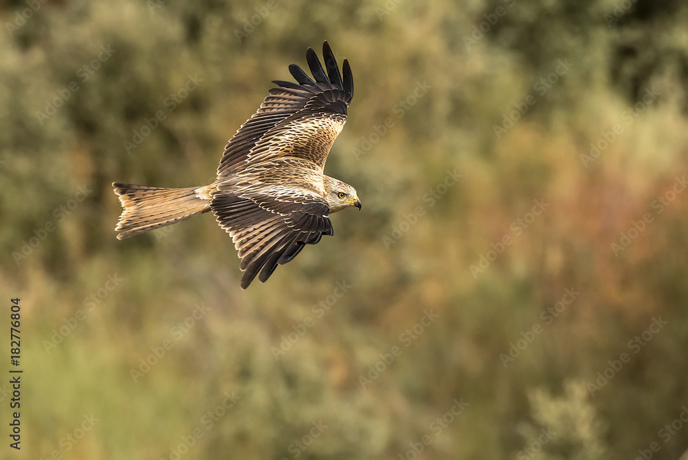 Fototapeta premium Red Kite, milvus