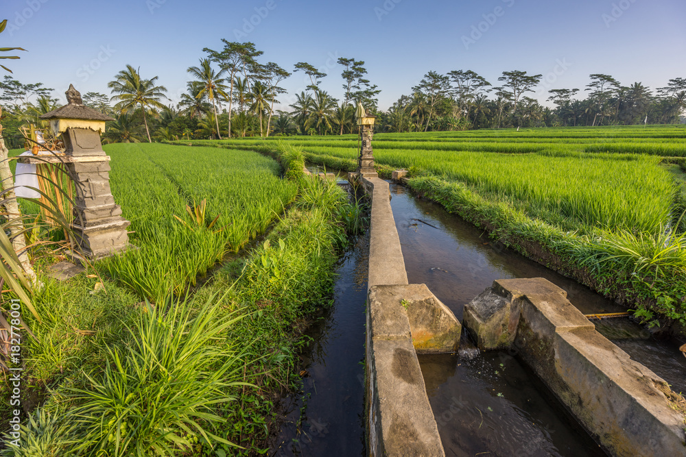 Green rice paddy field irrigation system near Ubud, Bali, Indonesia