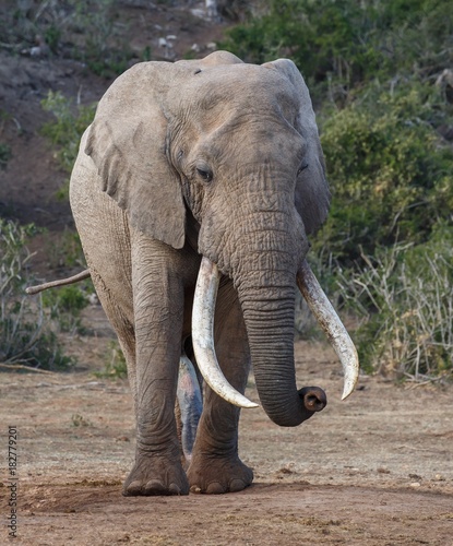 African Elephant with Very Long Tusks